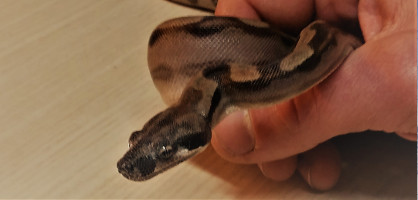 Veterina za velike zivali